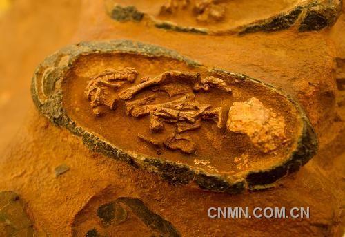 这是12月1日在中国驻美国洛杉矶总领馆拍摄的一枚含有胚胎的恐龙蛋化石