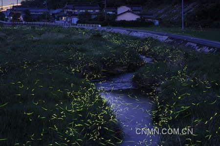 摄影师拍萤火虫交配情景003