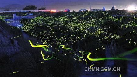 摄影师拍萤火虫交配情景