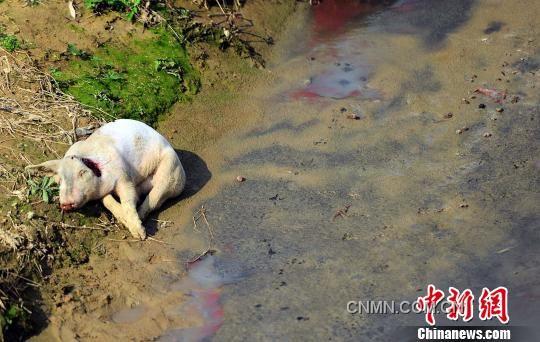 沿村溪步行不到500米,就见溪边和溪中浅滩处散落着4头死猪,而溪流中随处可见令人恐惧的“红虫”(图红色处)。