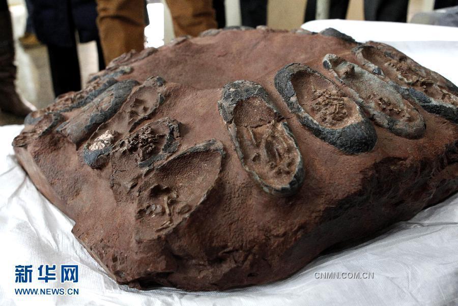 中国地质博物馆有关专家开箱检验“恐龙蛋窝”化石