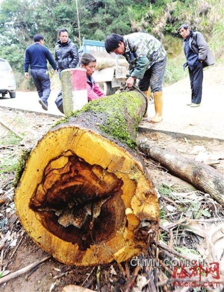 被砍的树木被村民追回。