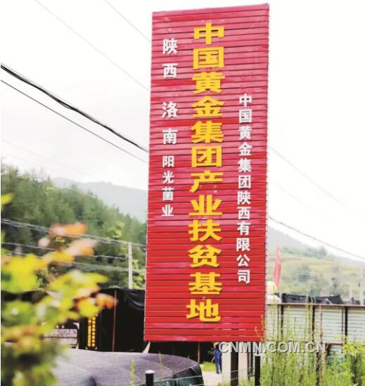 团战让秦岭腹地的这座小镇以“菌”闻名