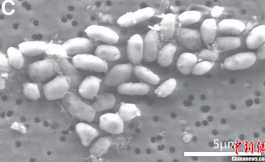 NASA宣布发现新种地球微生物