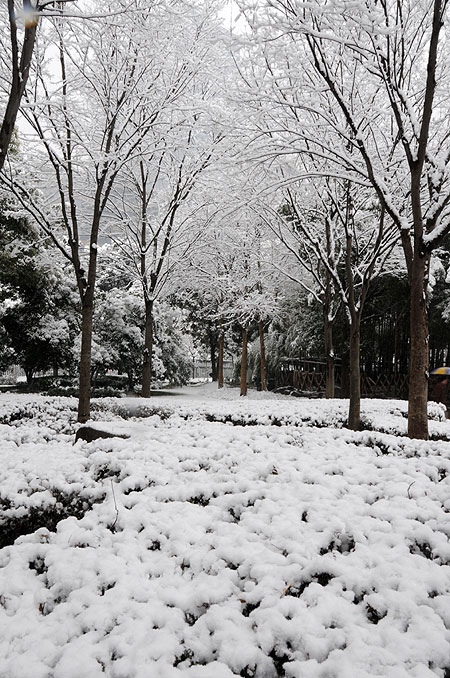 今日大寒 申城大雪