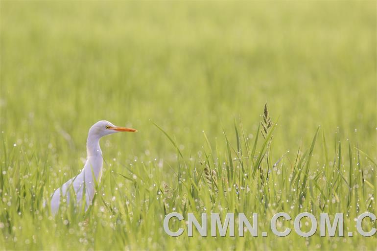 （如果只用三张图就去掉这张）做客拉米卡的白鹭egret visitor at lamika mining site​
